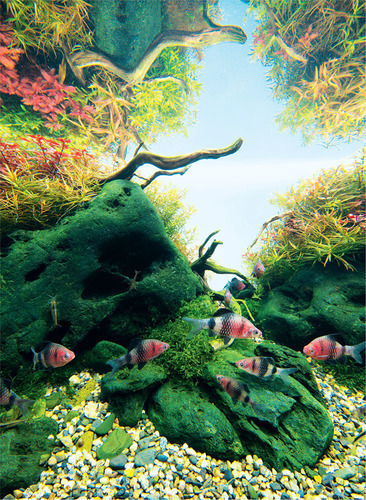 Tropical Fish Hobbyist - Mar/Apr 2022 - Nature Aquarium Basics: An  Autumn-Themed Aquascape Using Aquatic Plants and River Stones