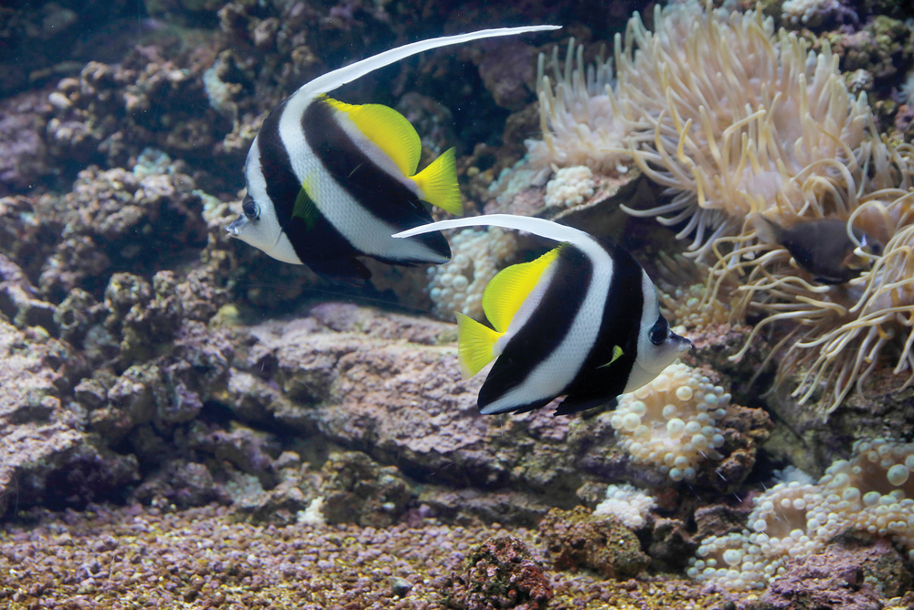 Tropical Fish Hobbyist Mar Apr 2022 Bannerfish Butterflies of a Different Stripe