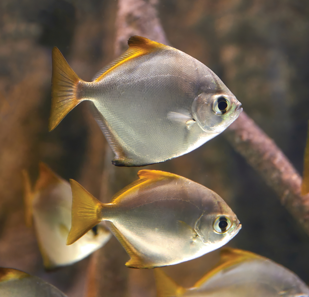 Tropical Fish Hobbyist - Mar/Apr 2023 - Getting a Little Salty with a  Brackish Aquarium