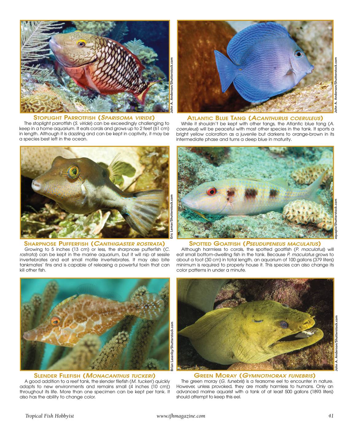 コンピュータ・IT Deep Sea Fishes コンピュータ・IT Deep Sea Fishes コンピュータ・IT Deep Sea