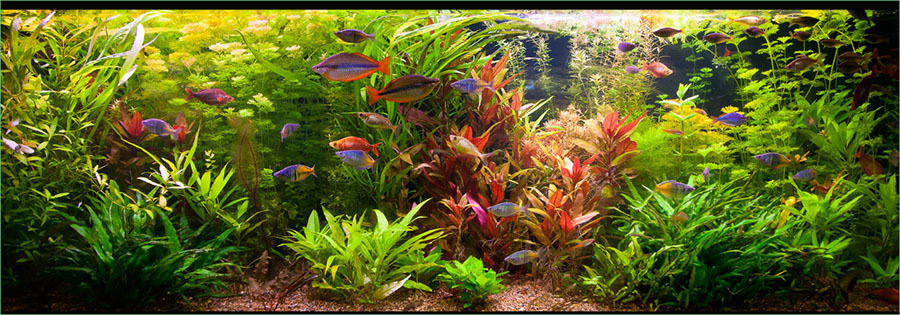 Tropical Fish Hobbyist May Jun 2019 The Planted Tank