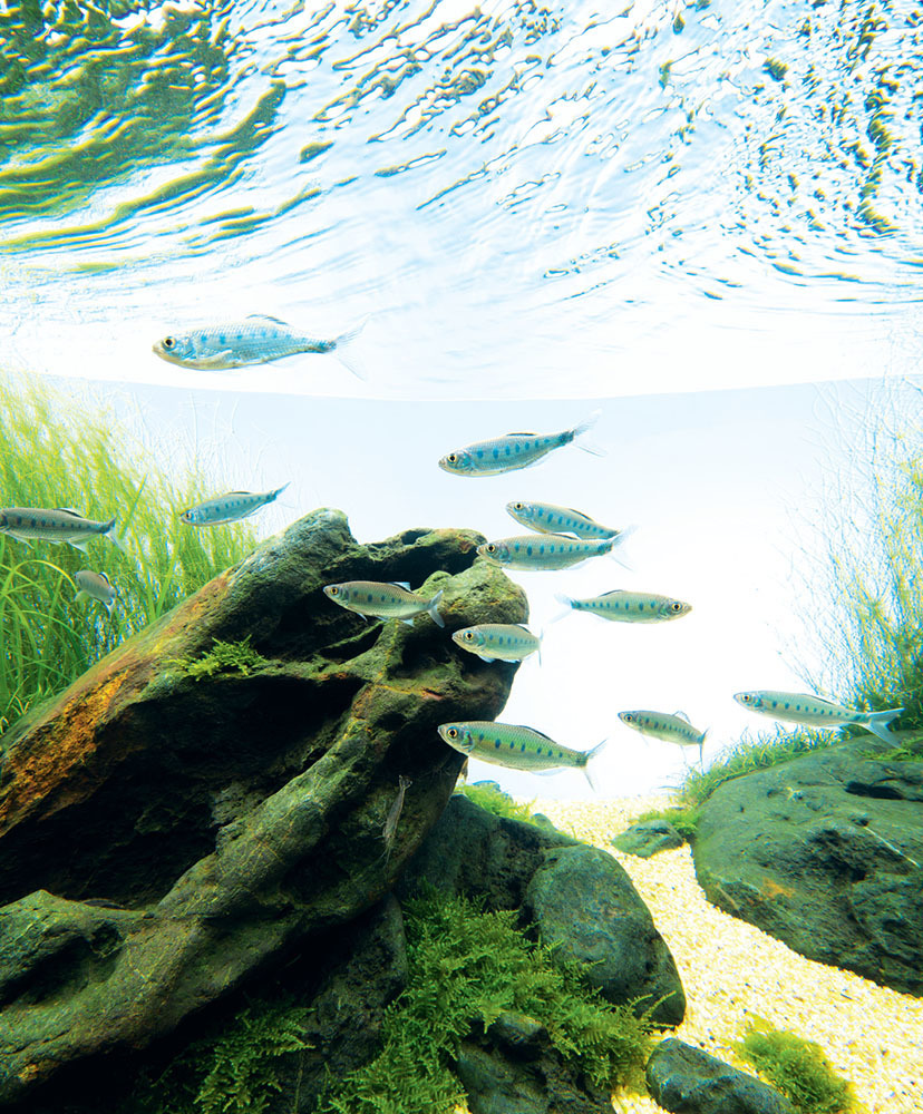 Tropical Fish Hobbyist - May/Jun 2024 - Nature Aquarium: An