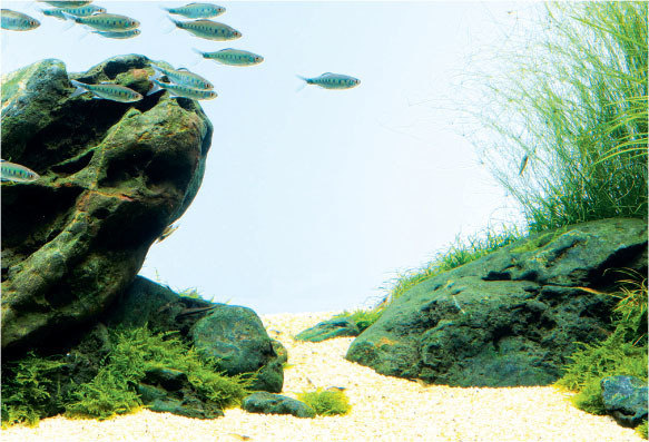 M*o様 SUIKEI nature aquarium visual magaz NATURE AQUARIUM GALLERY #03 – Swaying in the Clear Stream | en