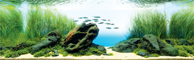 Tropical Fish Hobbyist - May/Jun 2024 - Nature Aquarium: An