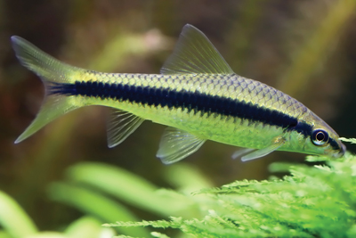 Black algae eating fish hotsell