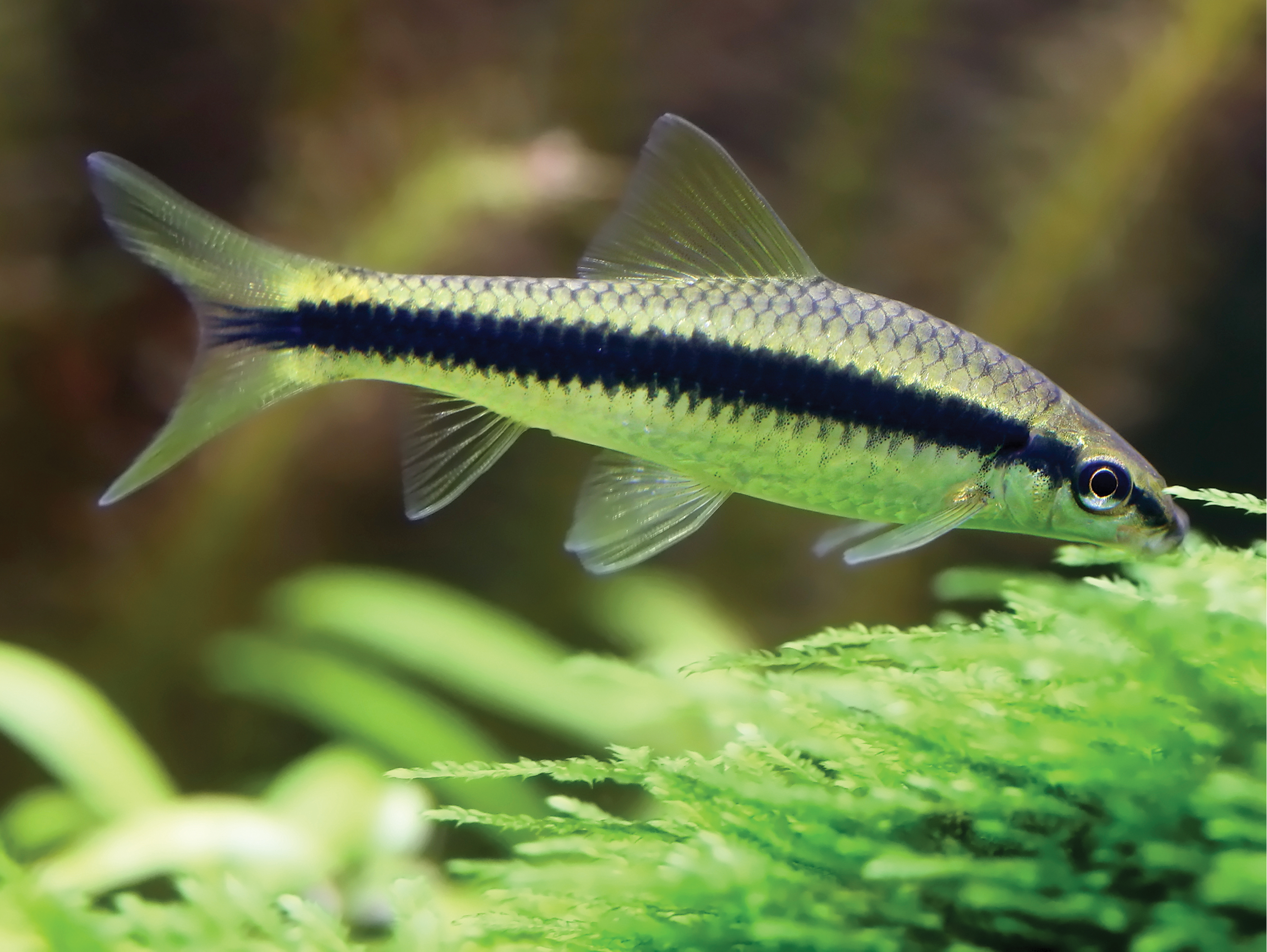 Tropical Fish Hobbyist - May/Jun 2024 - Freshwater Cleanup with Algae-Eating  Minnows and Barbs, image size:3937x2959