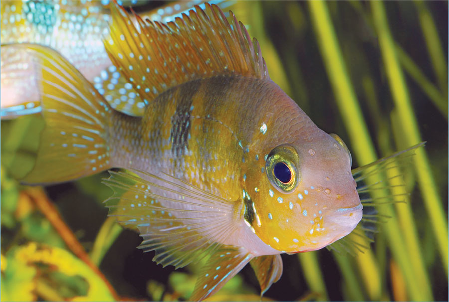 Amphilophus Zaliosus