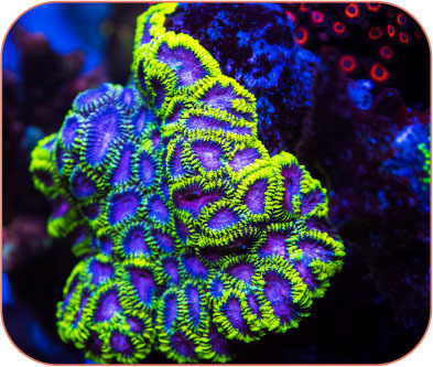 Tropical Fish Hobbyist Nov Dec 2021 Coral Spotlight