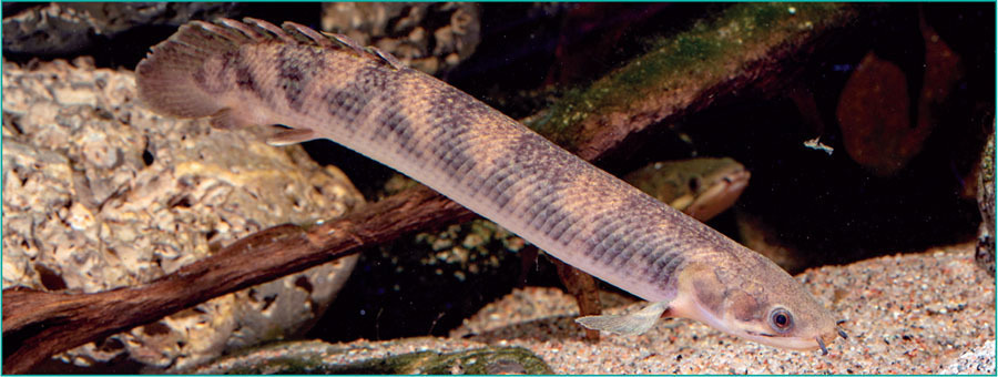 Polypterus mokelembembe (Mokele Mbembe bichir)