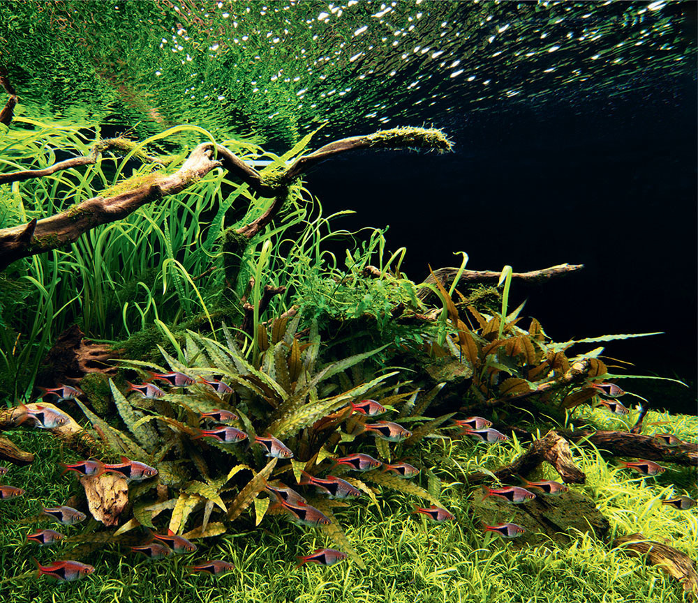 Aquatic Plant Basics