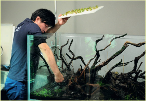 8100 Contoh Hardscape Aquarium HD Terbaik