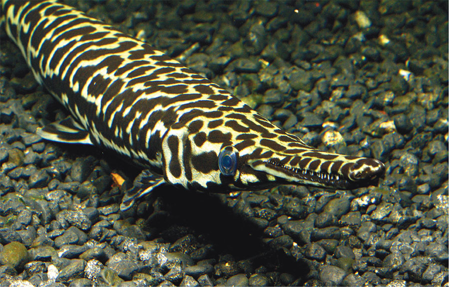 tropical gar fish
