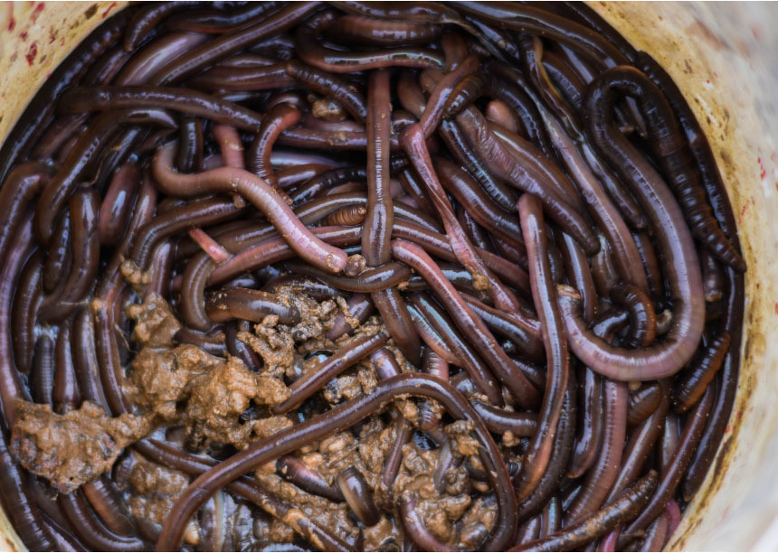 Willys Worms Medium Dendrobaenas - Lavender Hall Fishery