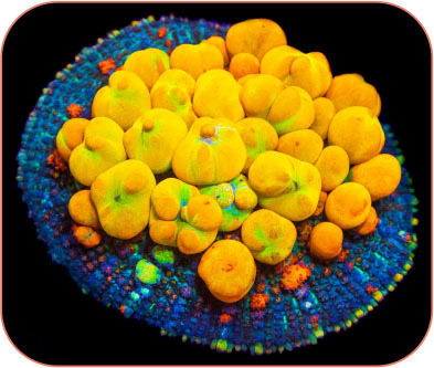 Tropical Fish Hobbyist - Sep/Oct 2021 - Coral Spotlight