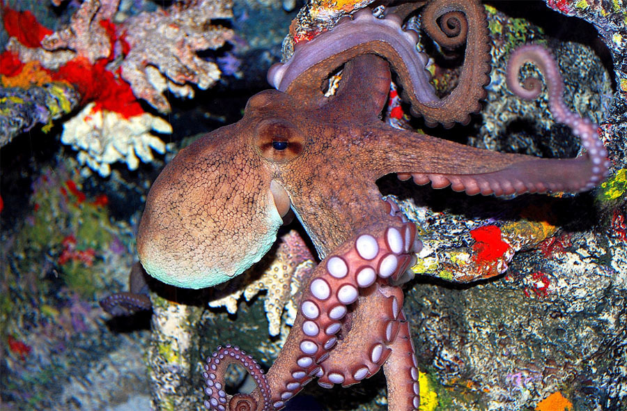 Sepia octopus. (Eight-armed Cuttle-fish) [Class 6. Vermes; Order 2