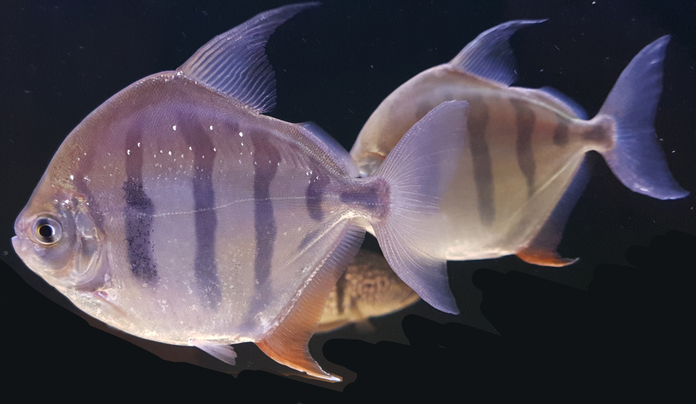 Silver Dollar Fish Species Profile