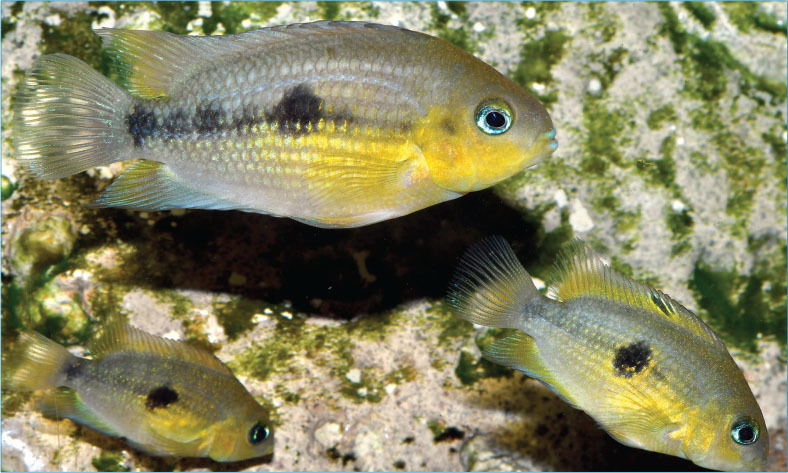 Cichlids from Central America　熱帯魚 South & Central American Cichlids Archives - Arizona Aquatic Gardens
