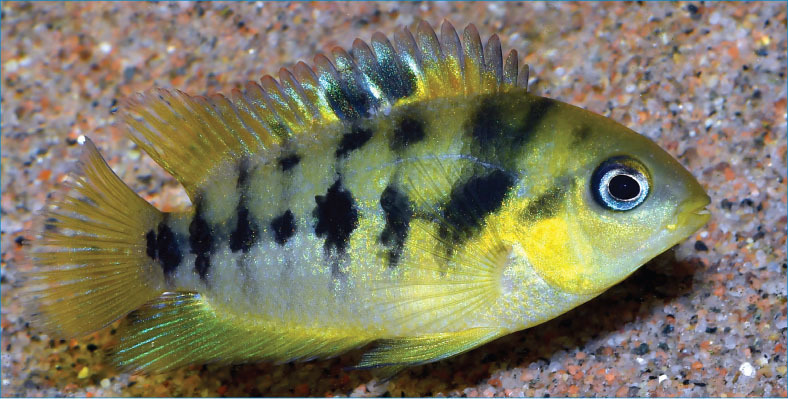 Tropical Fish Hobbyist - Sep/Oct 2023 - Amatitlania: Small