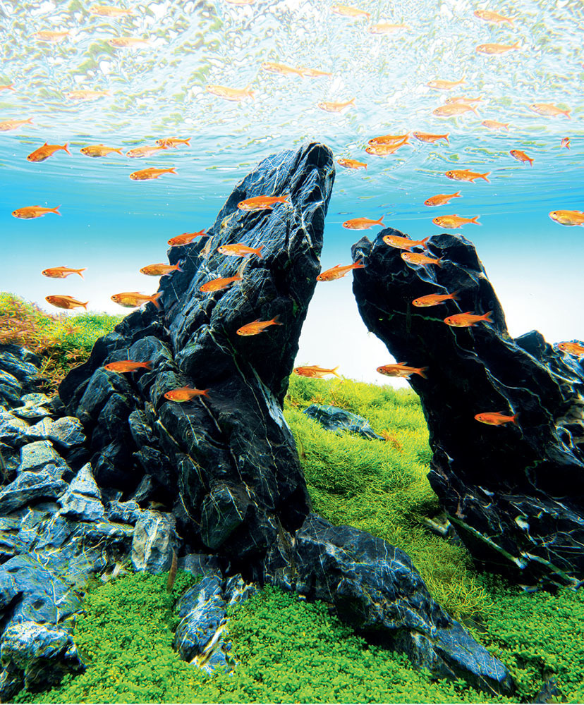 M*o様 SUIKEI nature aquarium visual magaz M*o様 SUIKEI nature aquarium visual magaz NATURE AQUARIUM