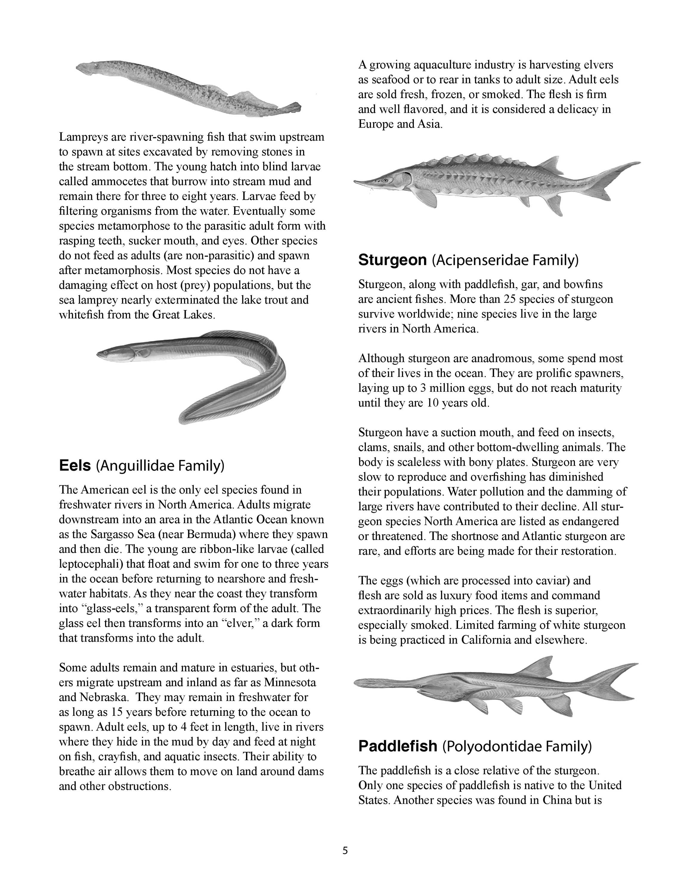 vcedigitalpubs - 420-526(CNRE-90P)-Sustaining Americas Aquatic Biodiversity  - Selected Freshwater Fish Families - page 5